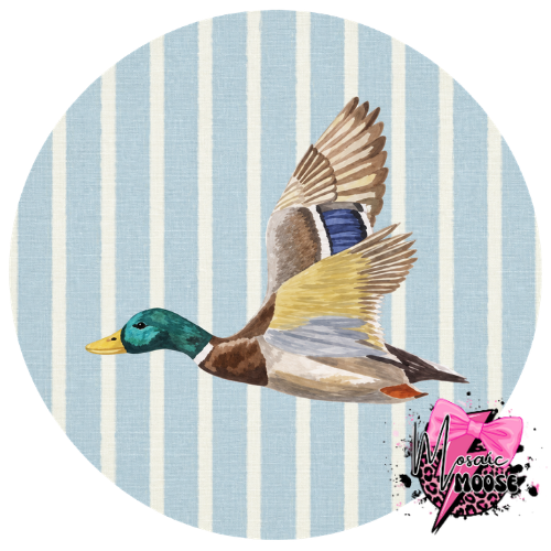Blue stripe Duck