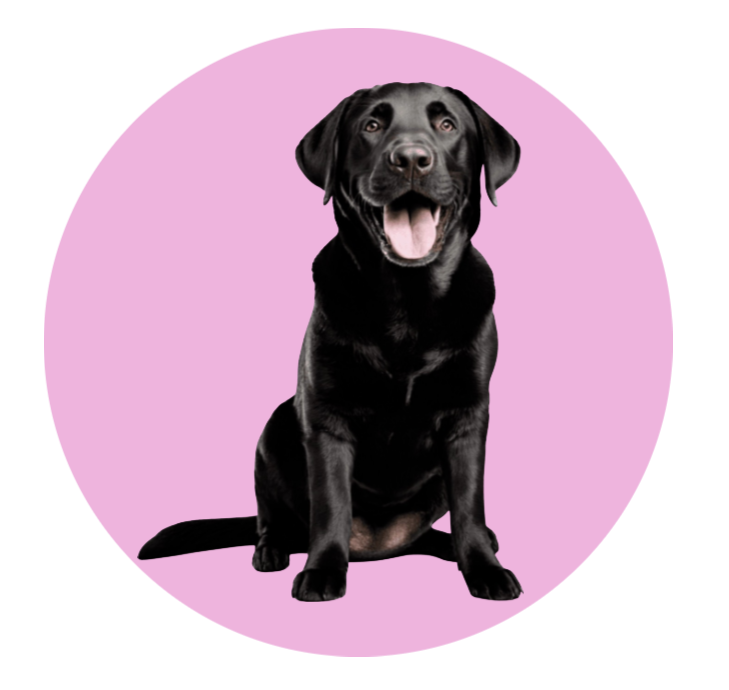 light pink lab